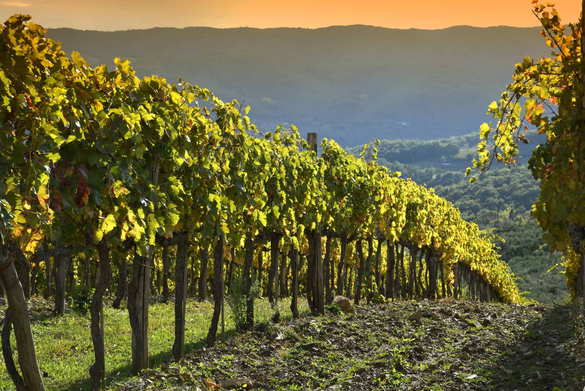 vallee de chianti