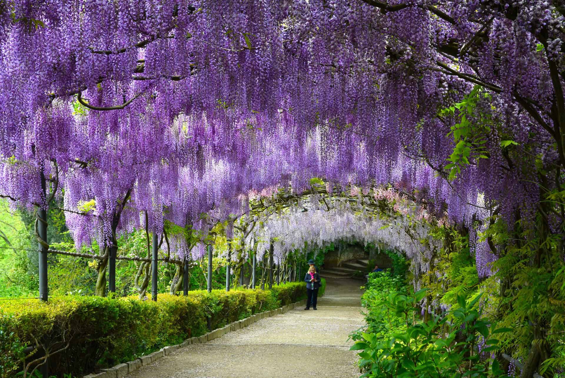 pergola de glycines