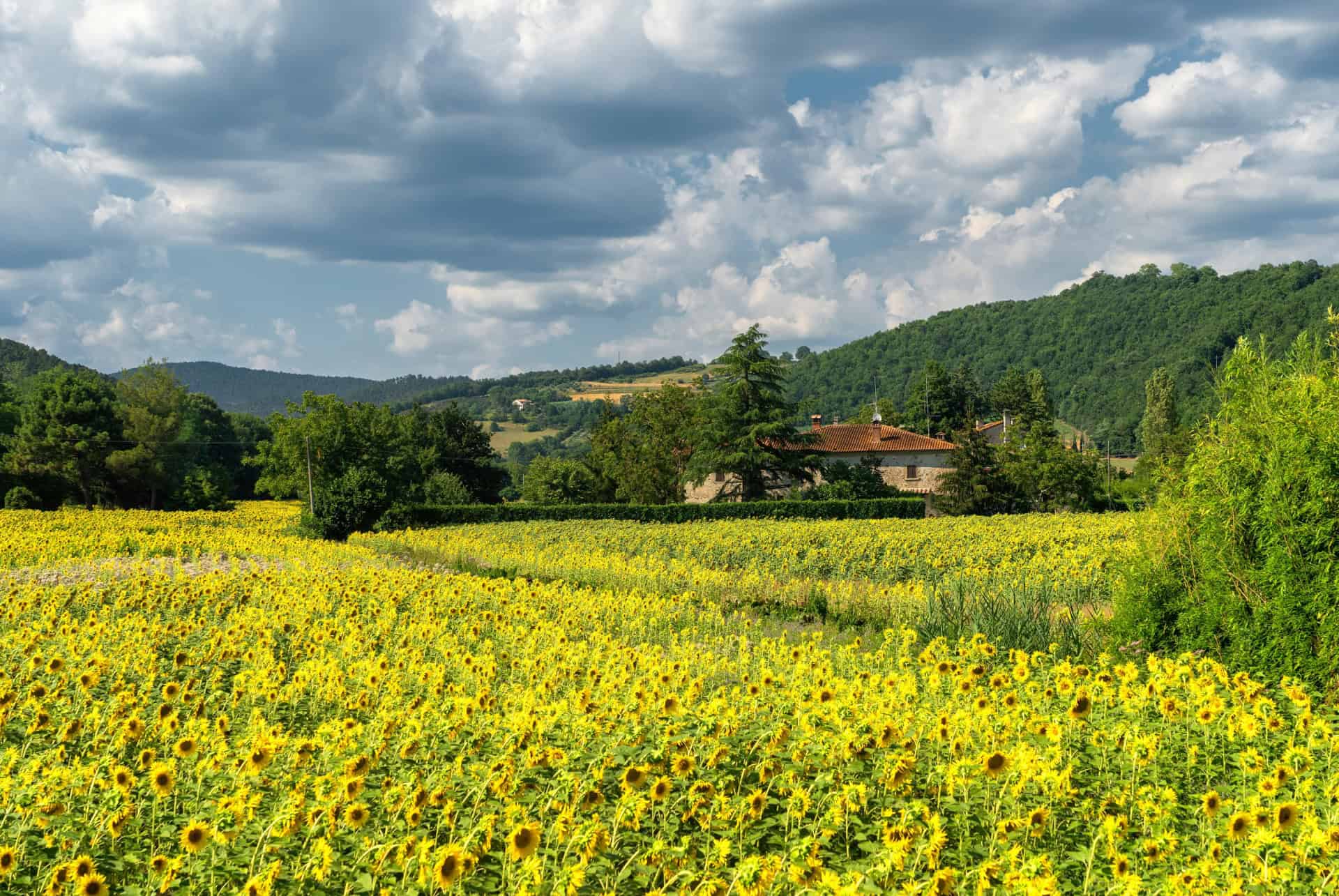 arezzo activite