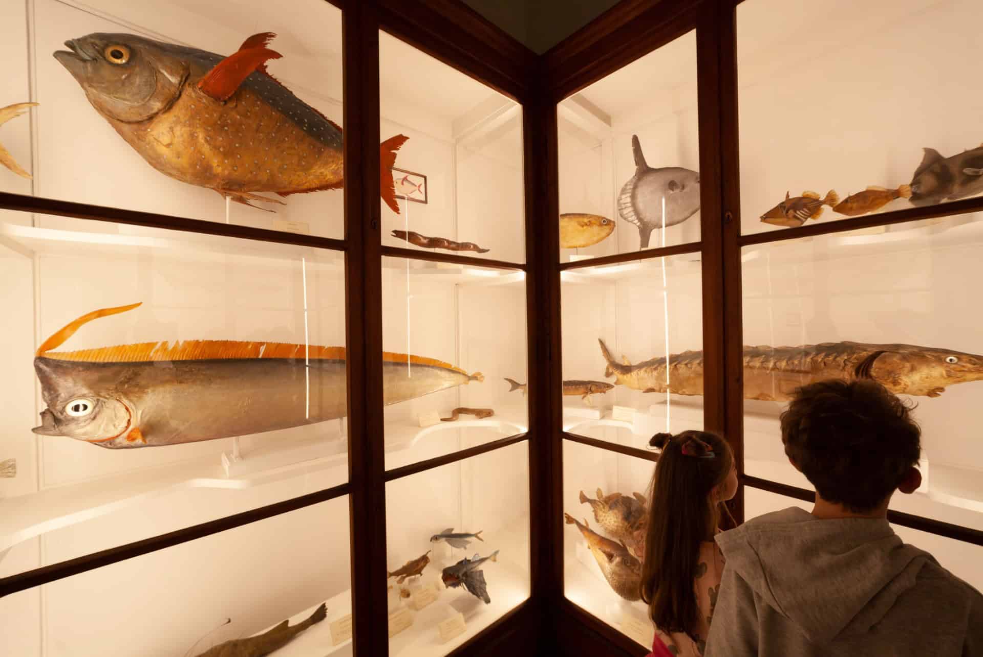 Le Musée d’Histoire naturelle de Florence