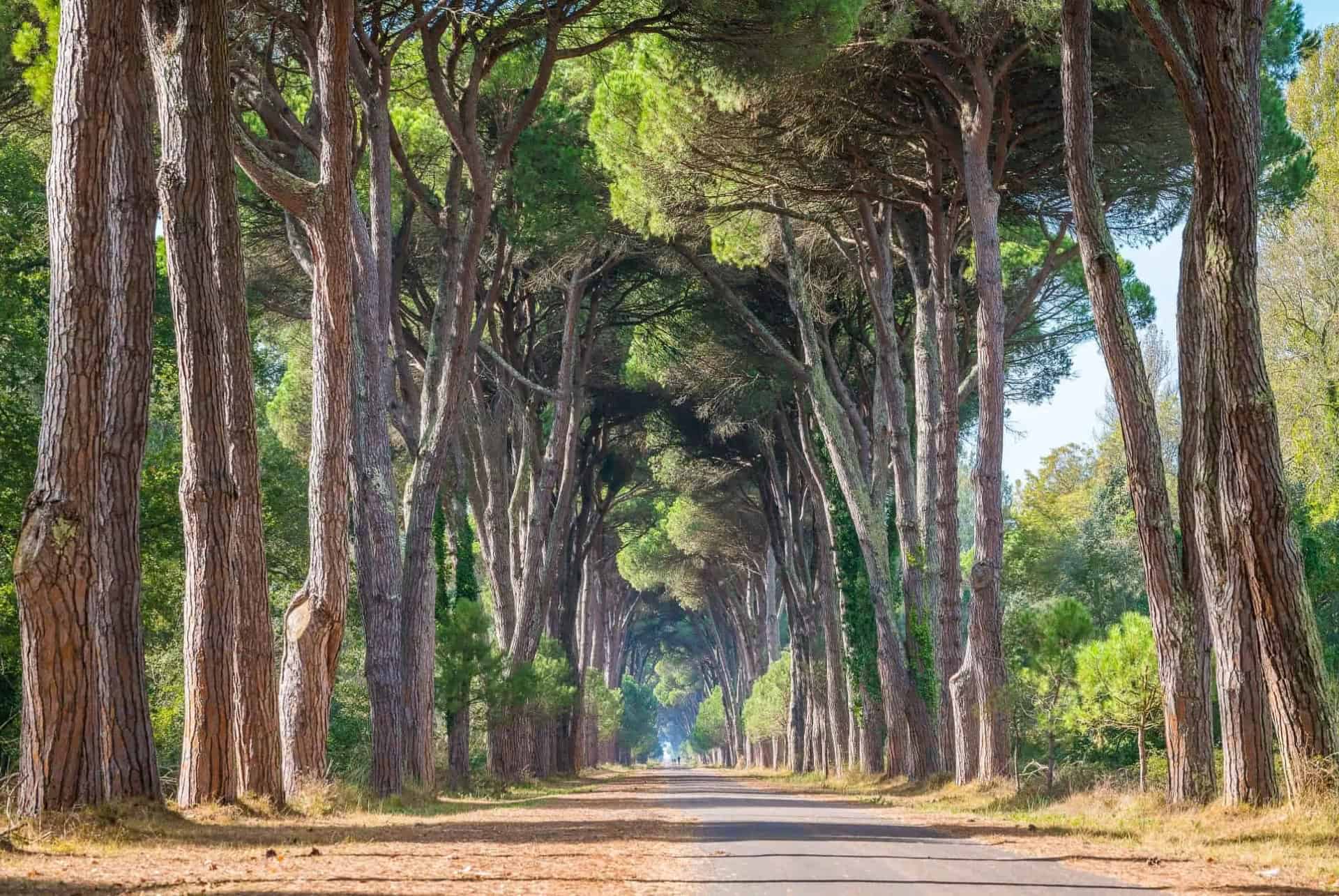 parc naturel migliarino visiter pise