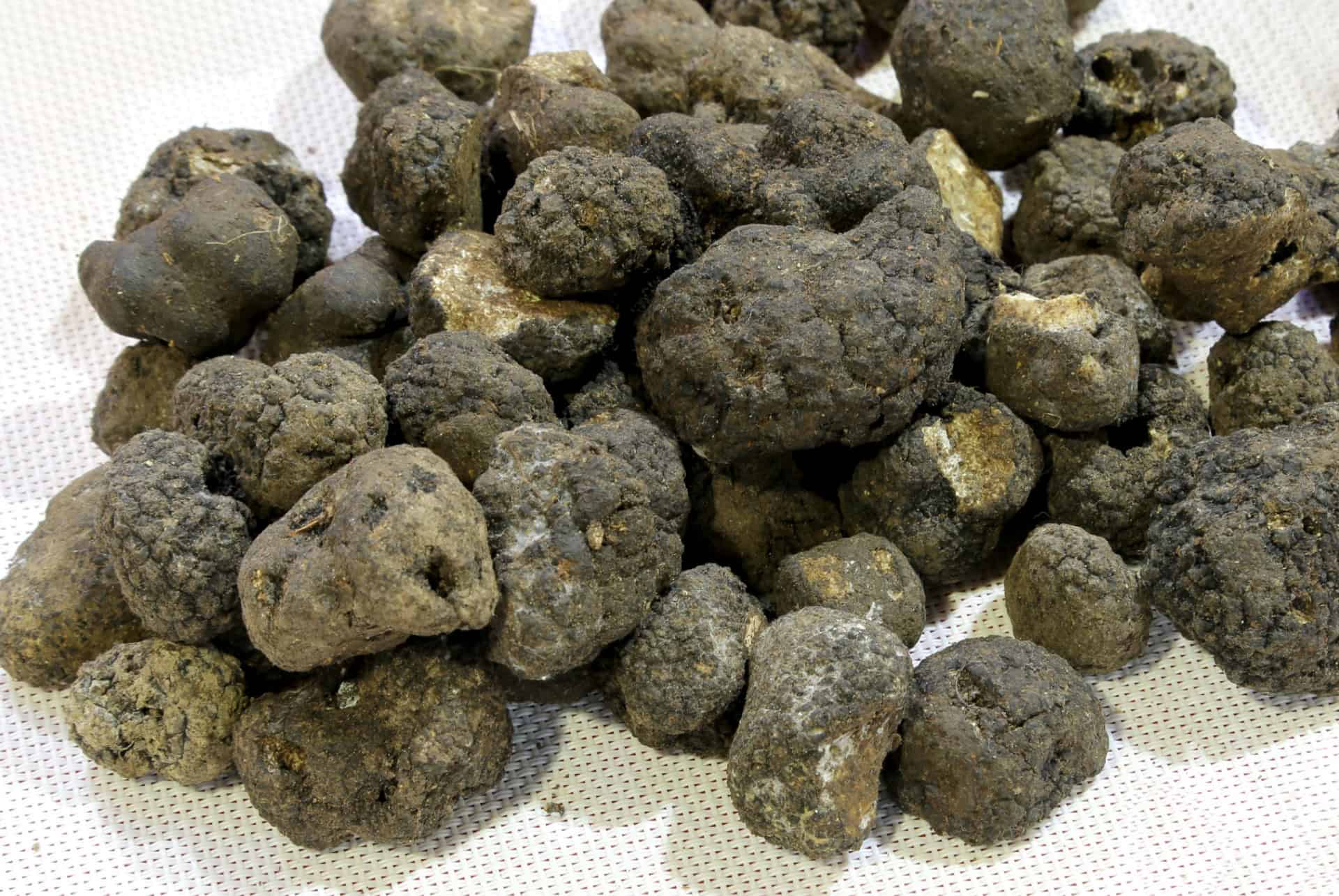 truffe