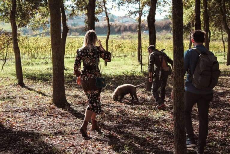 Chasse aux truffes à Volterra