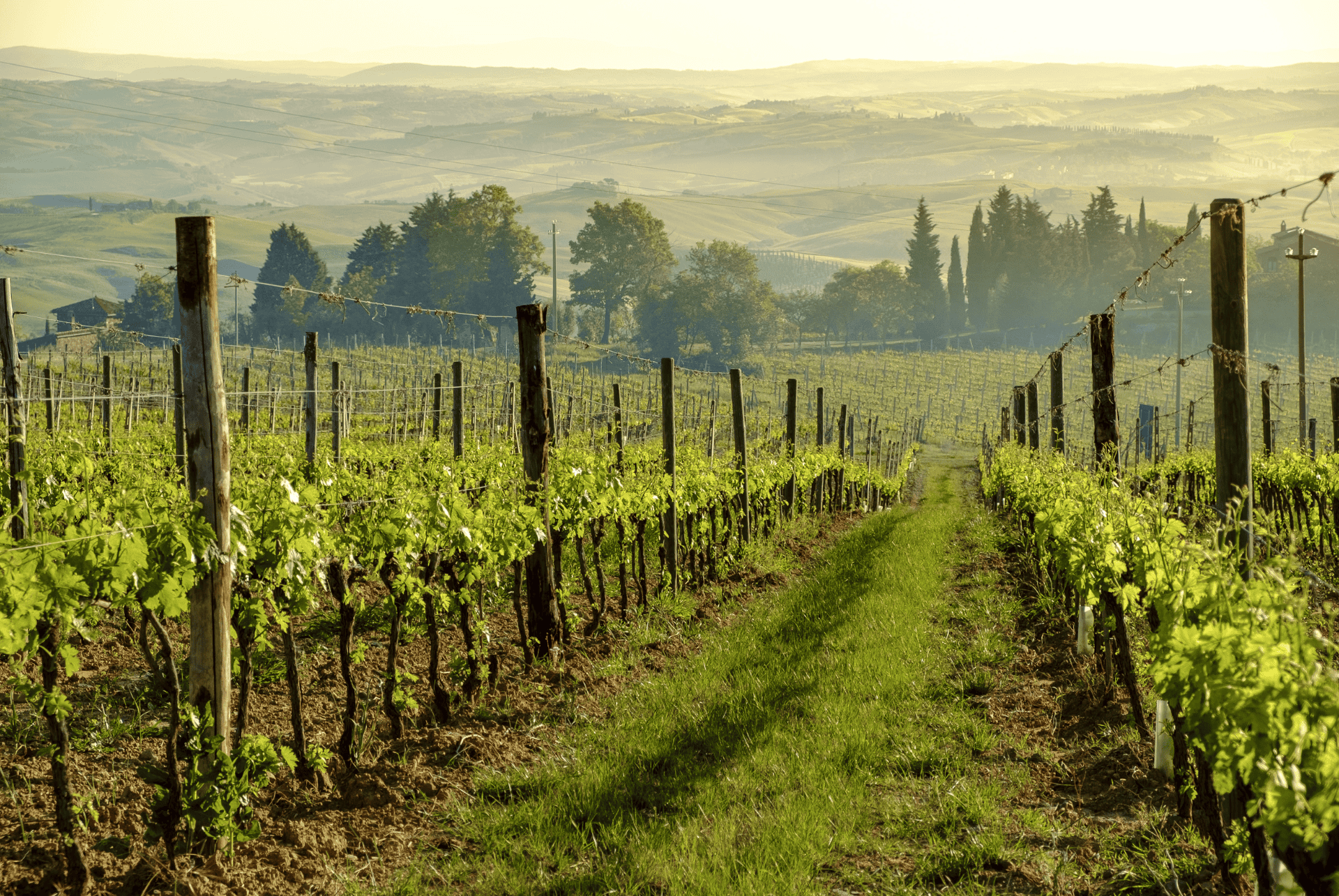 vignes montalcino vignes montalcino