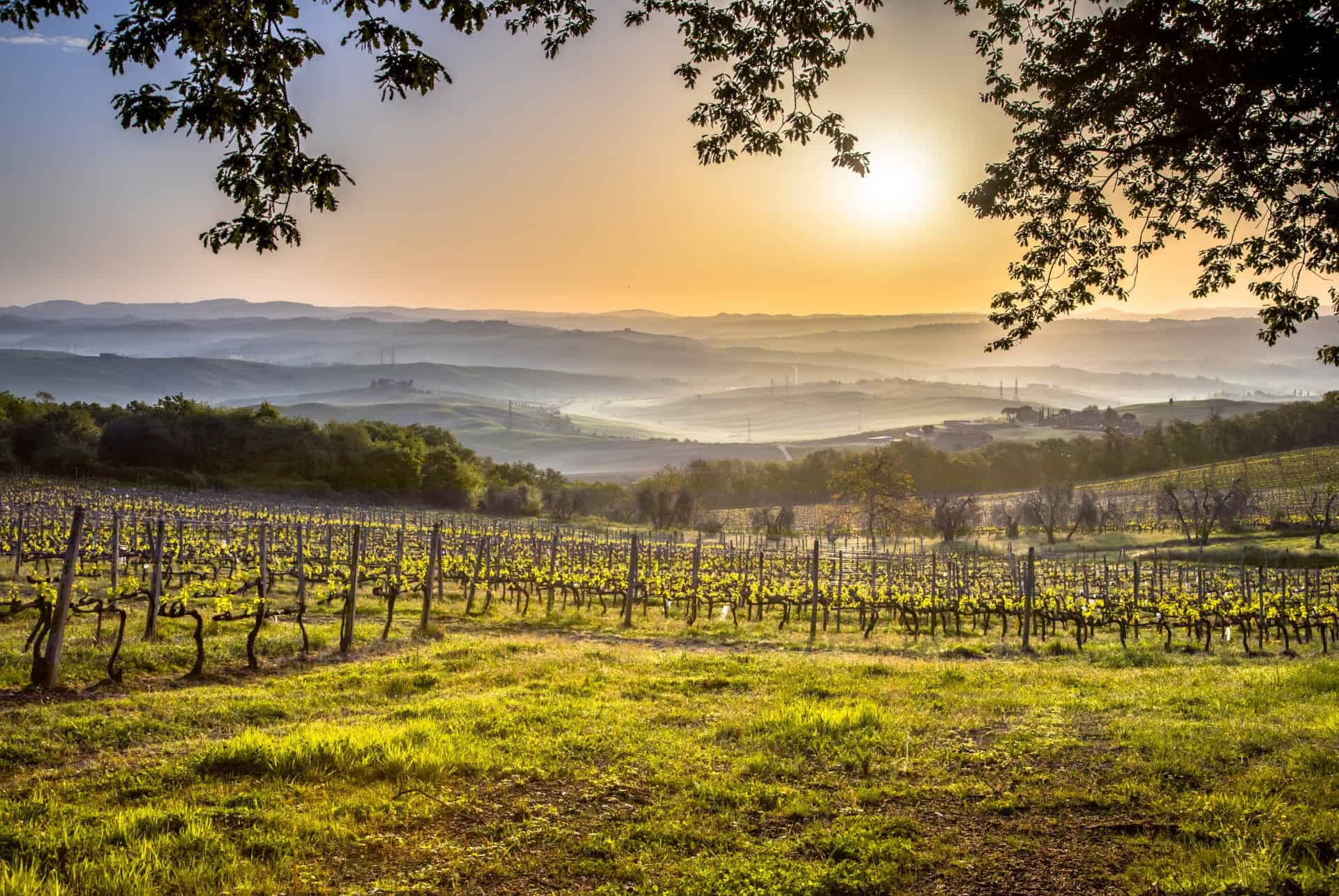 vignobles montalcino vignobles montalcino