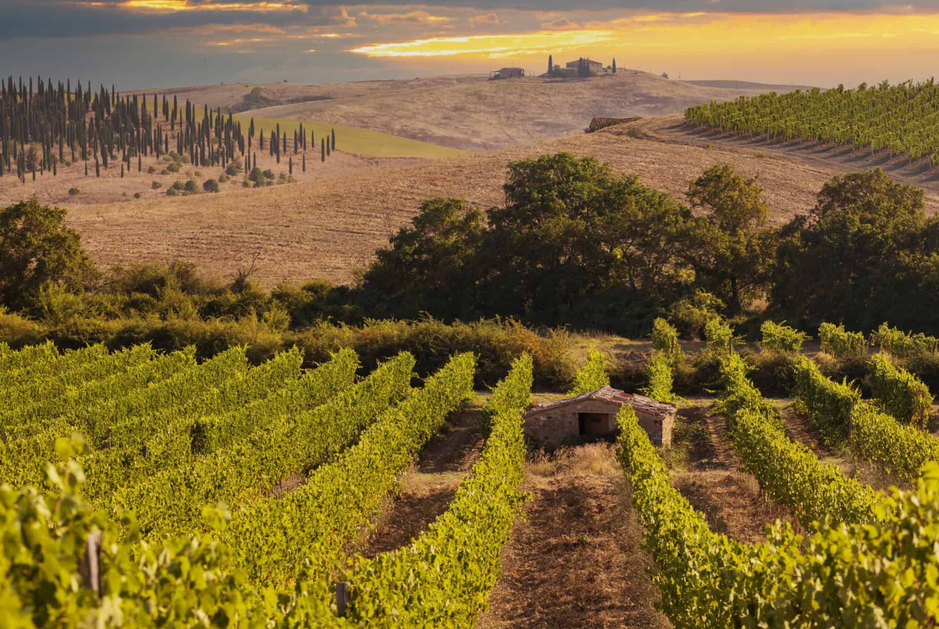 vignobles montalcino vignobles montalcino
