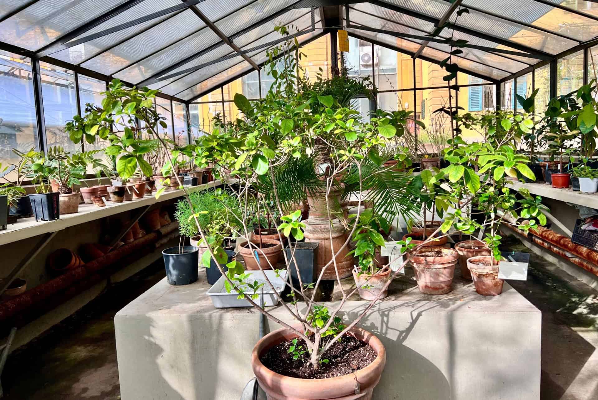 giardino dei simplici arbre