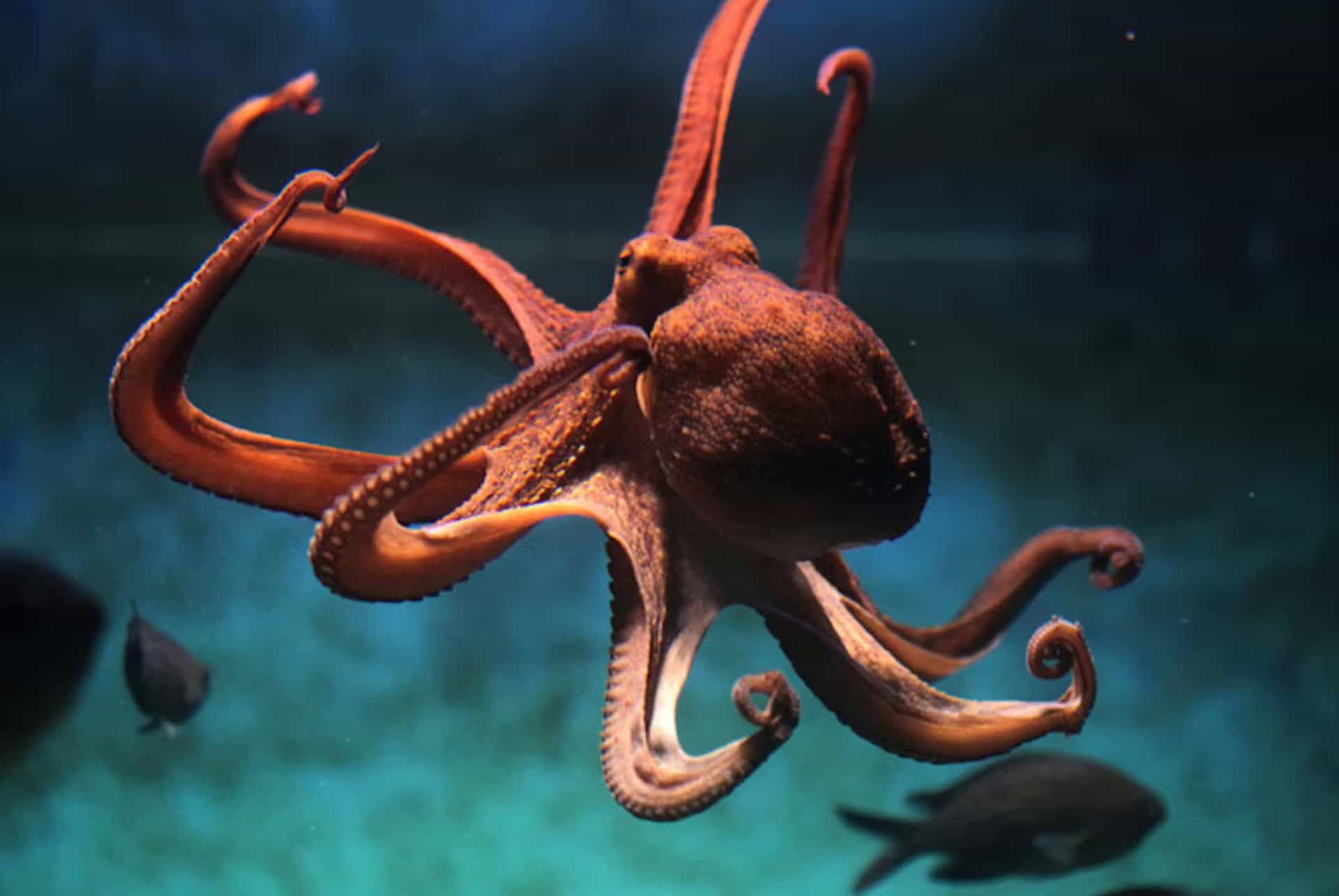 acquario de livourne