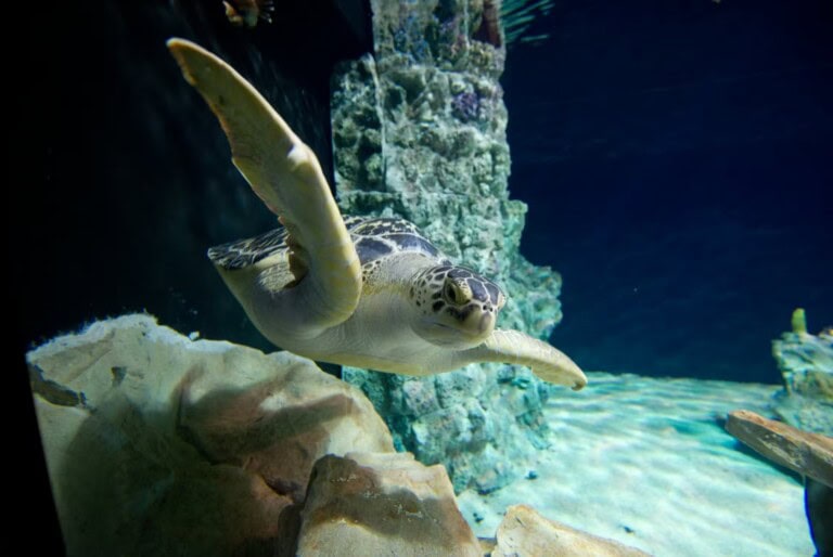 Aquarium de Livourne : Billet d'entrée