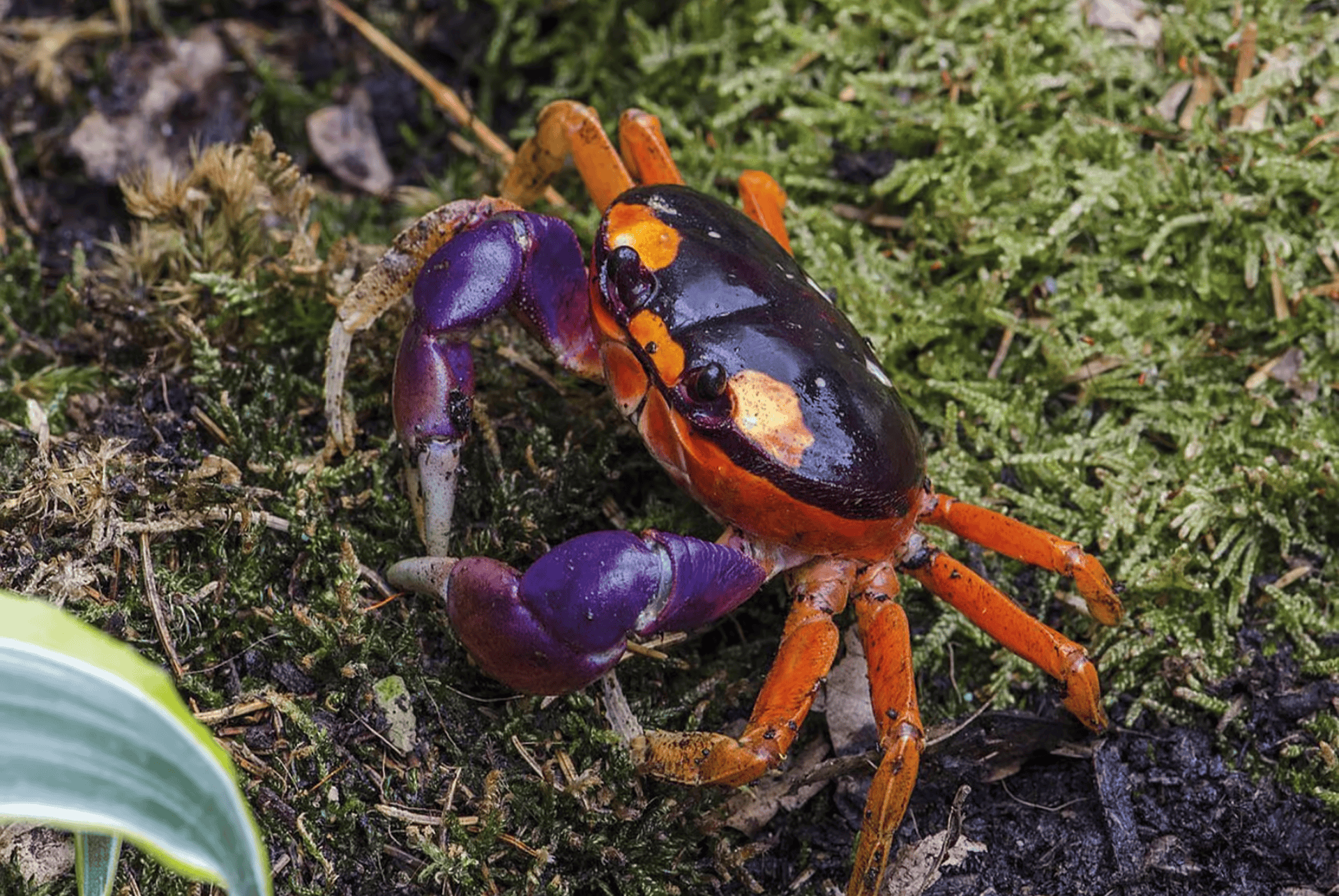 que faire a livourne aquarium