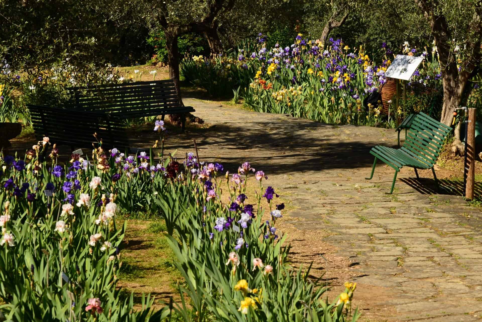 jardin aux iris florence au printemps