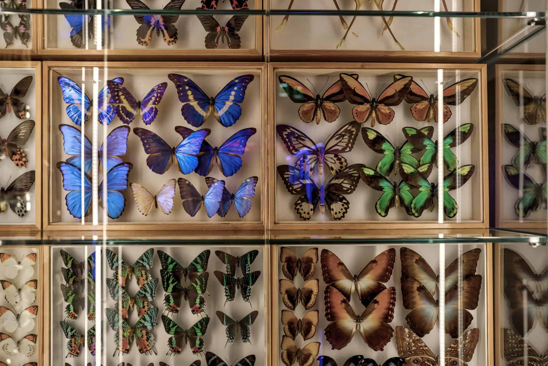 expo jardin gucci expo jardin gucci